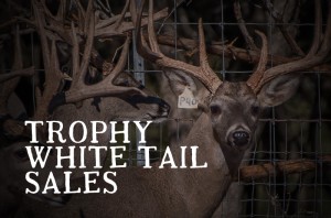 White Tail Sales